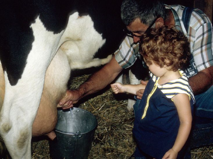 Milking cow